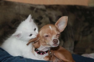 Avoir un chien et un chat dans la même maison - comment vivre en harmonie