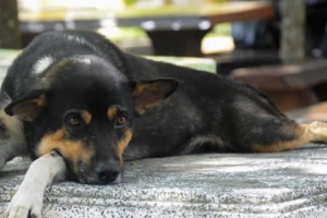 Remèdes à la maison pour les infections des voies urinaires chez les chiens