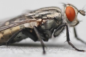 Remèdes à la maison pour se débarrasser rapidement des mouches