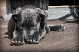 Remèdes à la maison pour faire briller la fourrure de mon chien