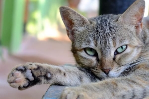 Remèdes à la maison pour réduire la fièvre de mon chat