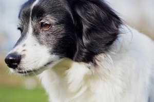 Traitements à domicile pour la conjonctivite chez le chien