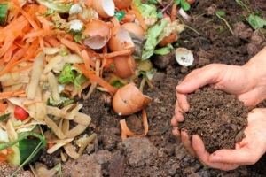 Comment le compost aide les plantes à pousser