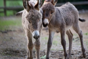 Comment les animaux se déplacent