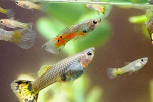 Comment les poissons se reproduisent-ils