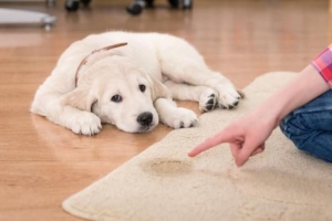 Comment apprendre à mon chien à faire caca dans un journal?