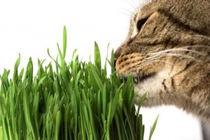 Comment manger de l'herbe aide les chats