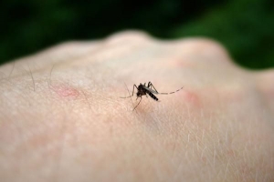 Combien de temps durent les piqûres de moustiques