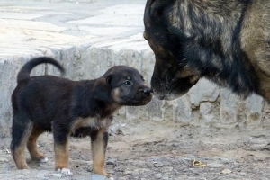 Combien de temps dure la grossesse d'un chien