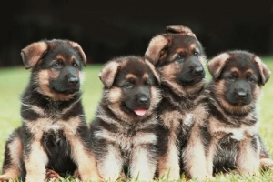 Combien de chiots un berger allemand peut-il avoir dans une portée