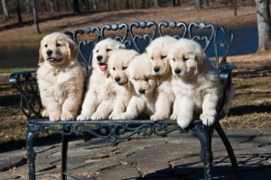 Combien de chiots un golden retriever peut-il avoir?