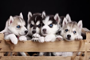 Combien de chiots un husky peut-il avoir?