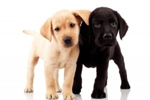 Combien de chiots un labrador peut-il avoir