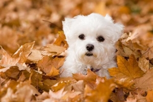 Combien de chiots un chien maltais peut-il avoir?