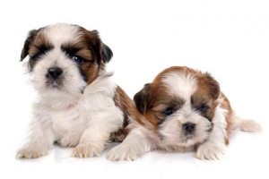 Combien de chiots un shih tzu peut-il avoir