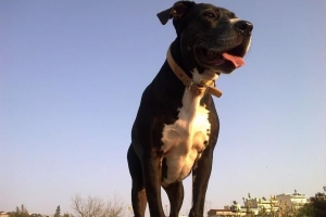 Combien pèsent les pit-bulls?