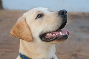 Combien doit peser un chien labrador