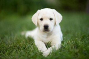 Combien doit manger mon chiot labrador?