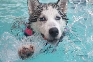 Quelle quantité d'eau un chien doit-il boire par jour