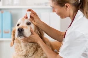 Comment appliquer des gouttes pour les yeux sur un chien