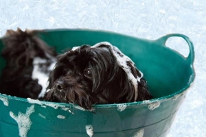 Comment donner un bain à un chien qui déteste l'eau