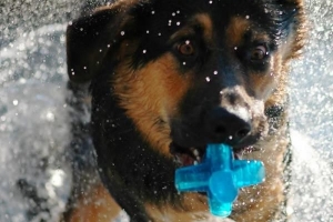 Comment donner un bain à votre chien à la maison