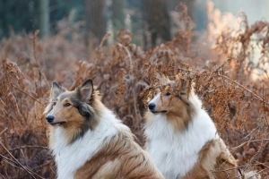 Comment élever un chien pour la première fois