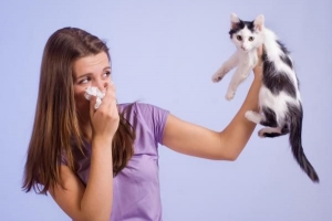 Comment renforcer l'immunité contre les allergies aux chats