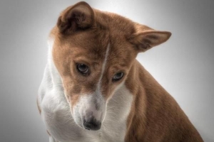 Comment prendre soin d'un chien basenji