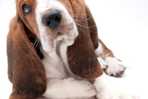 Comment prendre soin d'un basset hound