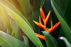 Comment prendre soin d'une plante oiseau de paradis