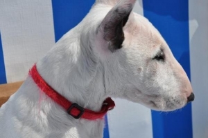 Comment prendre soin d'un bull terrier