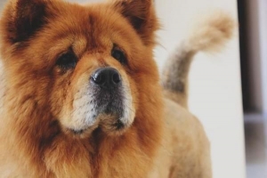 Comment prendre soin d'un chow chow