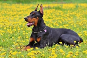 Comment prendre soin d'un doberman