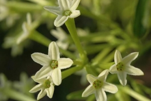 Comment prendre soin d'une plante dame de la nuit