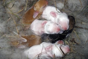 Comment prendre soin d'un lapin nouveau-né