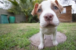 Comment prendre soin d'un pitbull