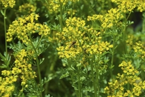 Comment prendre soin d'une plante de rue