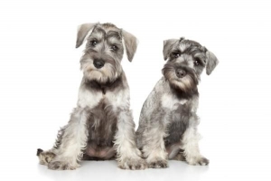 Comment prendre soin d'un schnauzer