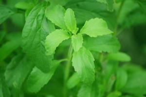 Comment prendre soin d'une plante stevia