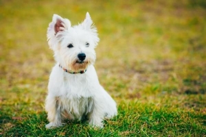 Comment prendre soin d'un westie