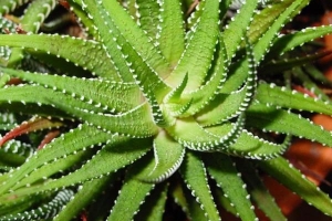 Comment prendre soin d'une plante d'aloe vera correctement