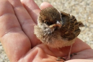 Comment prendre soin et élever un bébé moineau