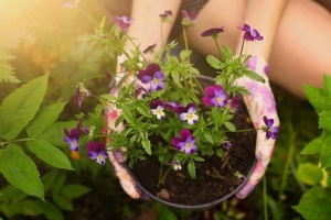 Comment prendre soin des fleurs de pensée de jardin