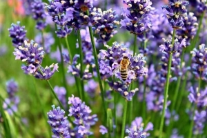 Comment prendre soin des plantes de lavande