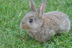 Comment prendre soin des dents de mon lapin