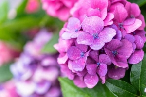 Comment changer la couleur des hortensias naturellement