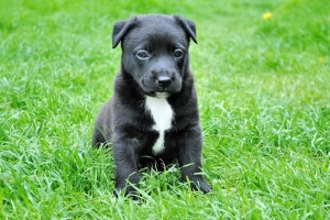 Comment contrôler la fièvre d'un chien