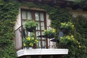 Comment choisir des plantes pour mon balcon