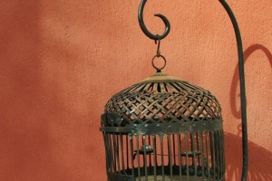 Comment choisir la bonne cage à oiseaux